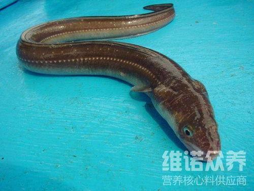 国产养殖鳗鱼视频播放器,带你领略鳗鱼养殖的魅力