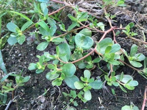 国产国产精品青草视频