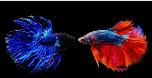 国产斗鱼繁殖快吗视频讲解,快速繁衍的观赏鱼传奇