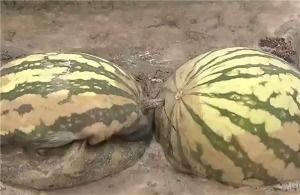 韩国产不出西瓜吗视频,韩国为何产不出西瓜之谜