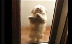 骚狗狗视频在线观看国产,骚狗狗视频，带你领略国产魅力