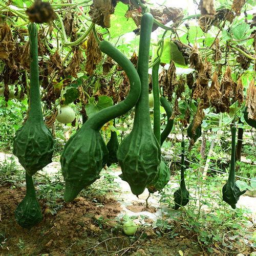 怎么种国产蛇果苗子视频,视频教程详解