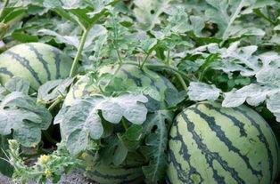 国产西瓜之母是谁啊视频,揭秘我国西瓜育种传奇人物