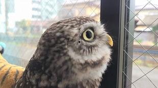 国产猫头鹰玩具视频大全,萌趣可爱，陪伴成长