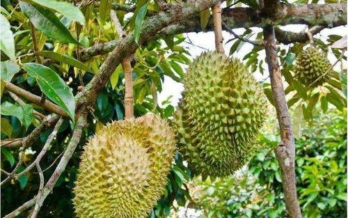 国产榴莲培育视频在线,从种子到果实的蜕变之旅