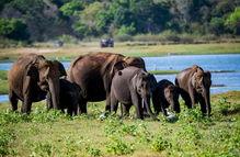 国产的大象视频播放,探索中国原创影视的魅力