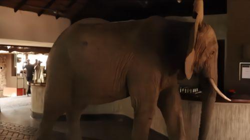 大象视频国产芒果视频