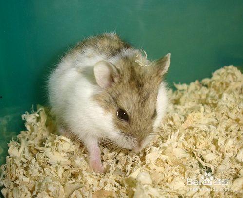 仓鼠国产食物大全视频,视频揭秘仓鼠美食大全