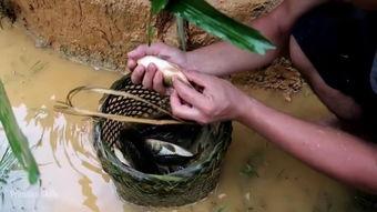 国产咸鱼养殖视频